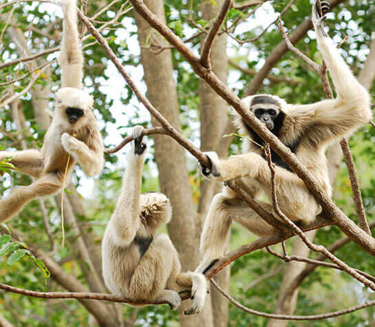 Jivana Beach Villas - Things to do 1